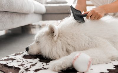 Pet Owners’ Guide to a Fur-Free, Fresh-Smelling Home