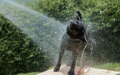 Pet Owners’ Guide to a Fur-Free, Fresh-Smelling Home